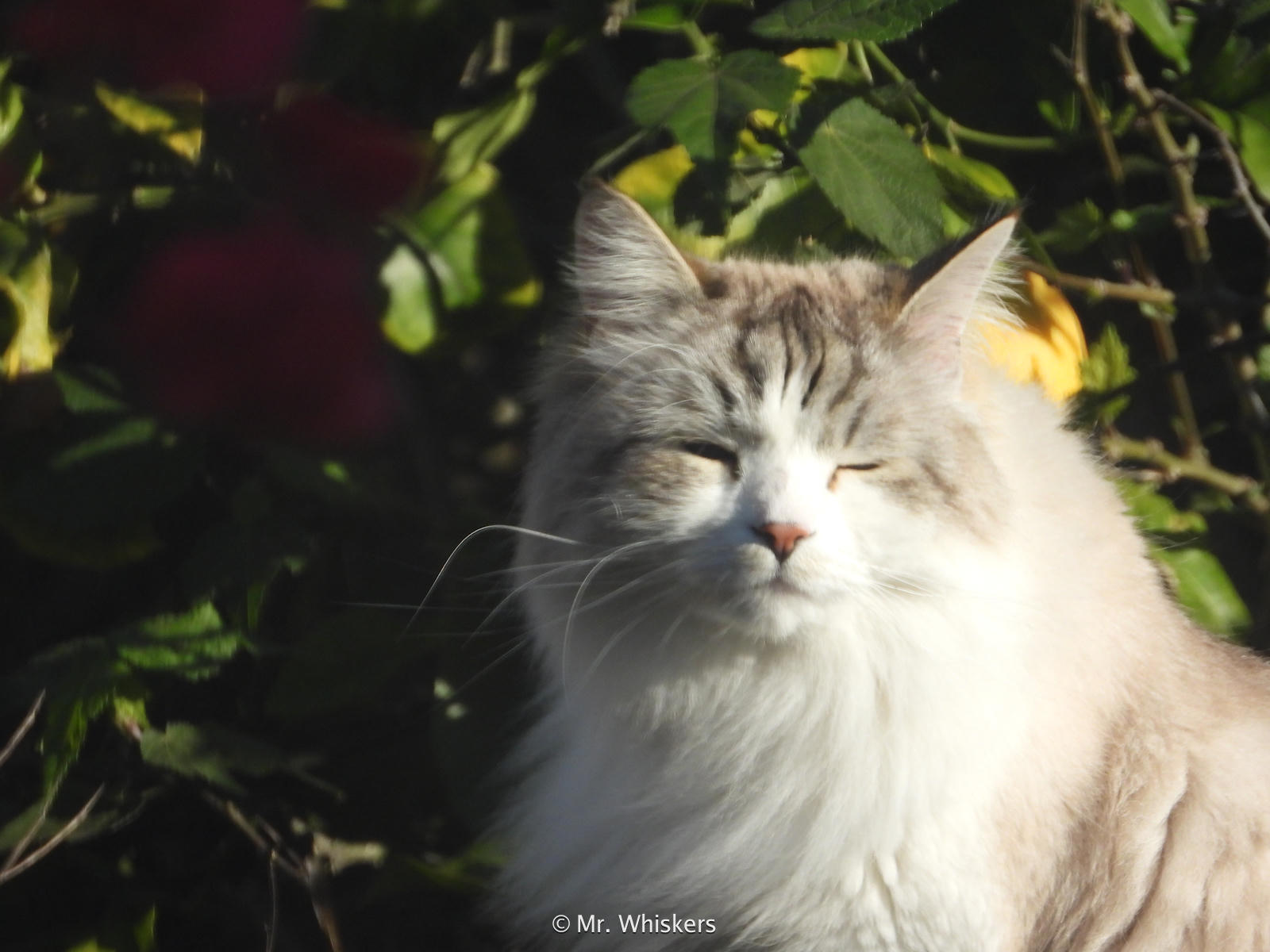 Mr. Whiskers, looking unimpressed